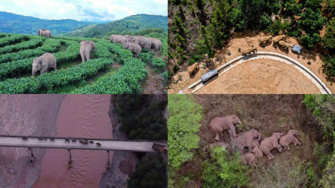 Due to the 14 wandering elephants, the evacuation of 150,000 people in China became necessary