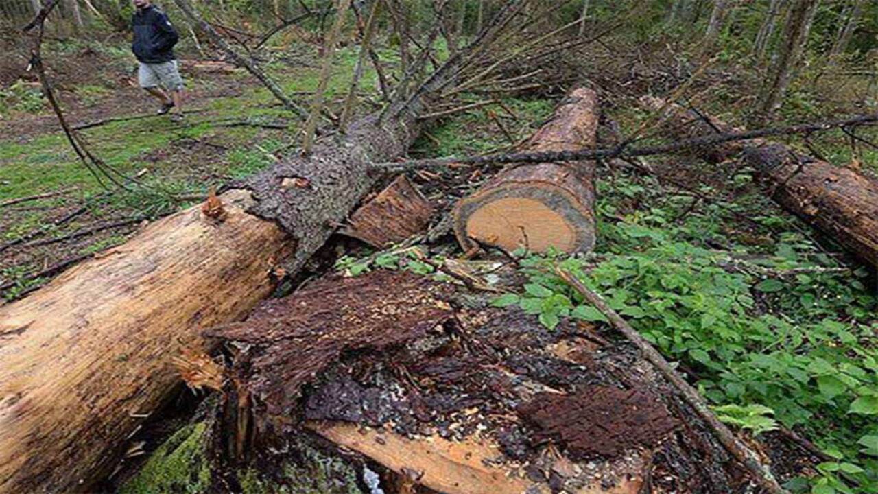 Experts estimate that more than 30 percent of the world’s tree species are threatened with extinction