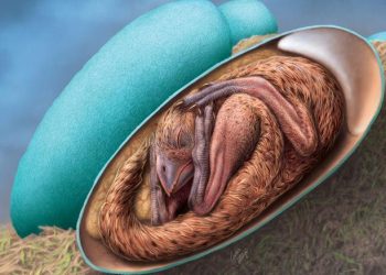 Scientists have discovered a perfectly preserved embryo inside a dinosaur egg