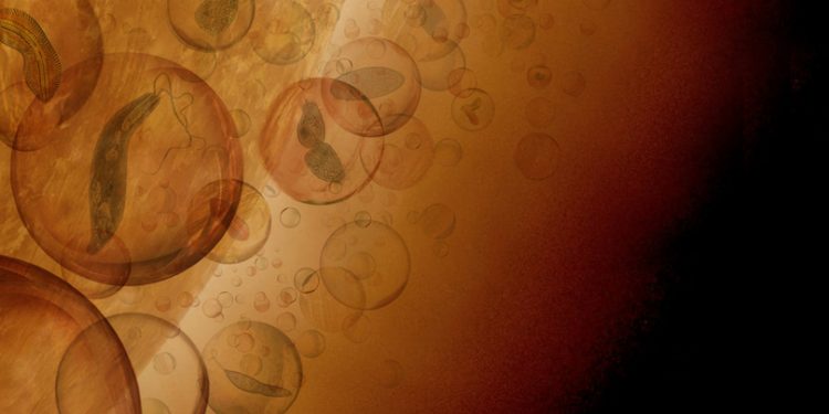In the clouds of Venus there may be a hitherto unknown kind of life In the clouds of Venus there may be a hitherto unknown kind of life