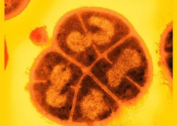 Extremophiles on Mars could survive for hundreds of millions of years