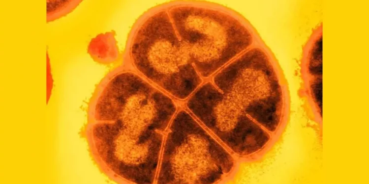 Extremophiles on Mars could survive for hundreds of millions of years Extremophiles on Mars could survive for hundreds of millions of years