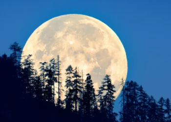 What happens if you grow plants on the Moon? New study shows how they react