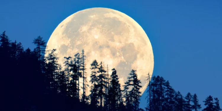 What happens if you grow plants on the Moon? New study shows how they react What happens if you grow plants on the Moon? New study shows how they react